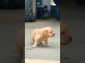 Cute Labrador puppy available 🐾 vaccinated & playful puppy 📞8810623046 #dogvideos #dogshorts #doggie