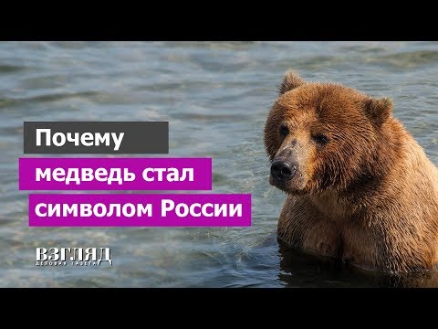 Медведь как символ России. Уважение или русофобия? История звериной ассоциации
