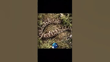shocked 😱 Huge snake 🐍 # #trending #snake #village #shocking #viral