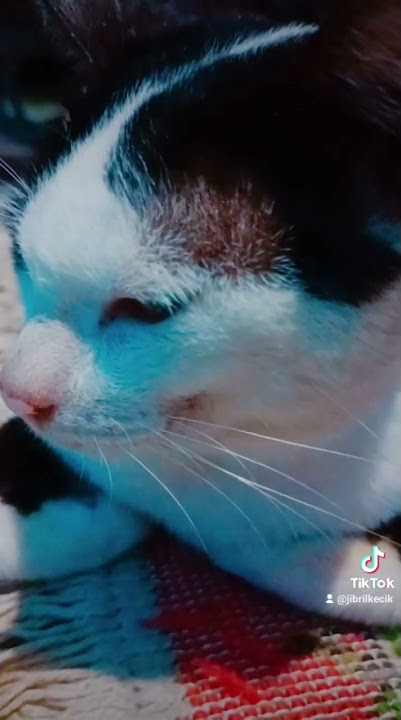 meong galau