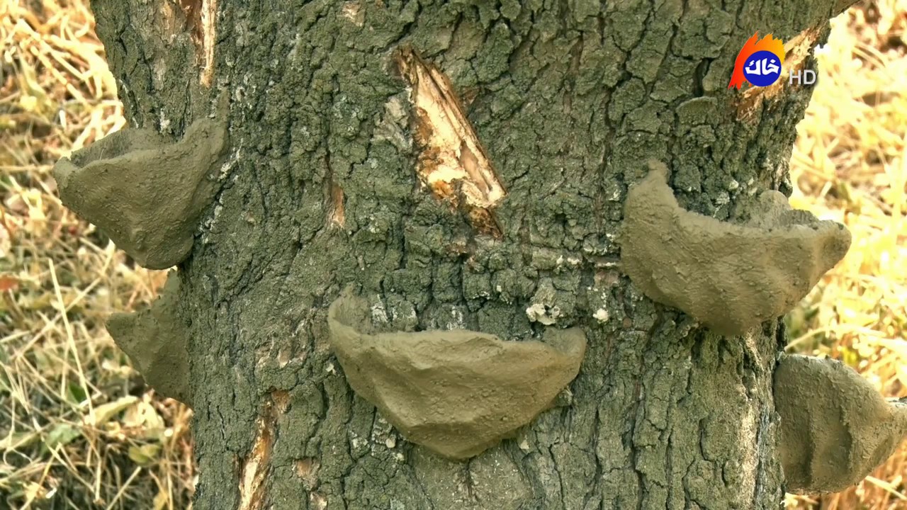 Dareben (Binêşt) - دارەبەن (بنێشت)