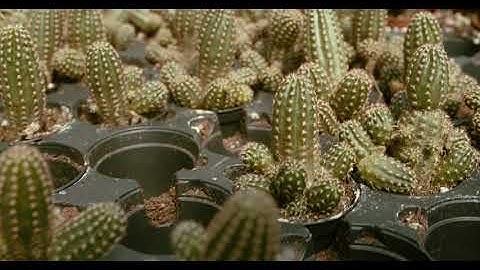 B-roll  taken with the BMPCC 4k and the Zhiyun Weebill S gimbal