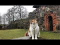 Maine Coon Cat: A short visit to the ruins of a medieval church (rainy day)