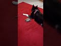 Schildkröte verscheucht Husky 🤣 | 🐢 Viking Turtle Olaf #shorts