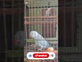 Blue Ringneck parrot #parrot #parrotlover #birds #talkingparot #parrotlife #exoticbirds #parinday