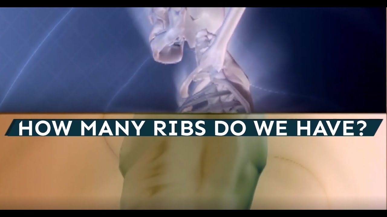 How Many Ribs Do We Have? Human Ribs Anatomy - YouTube