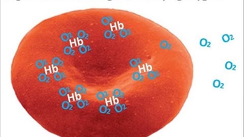 BIO160 Preview Video Lecture 16 - Blood