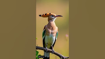 قرآن كريم سورة مريم بصوت القارئ الشيخ سعود الشريم