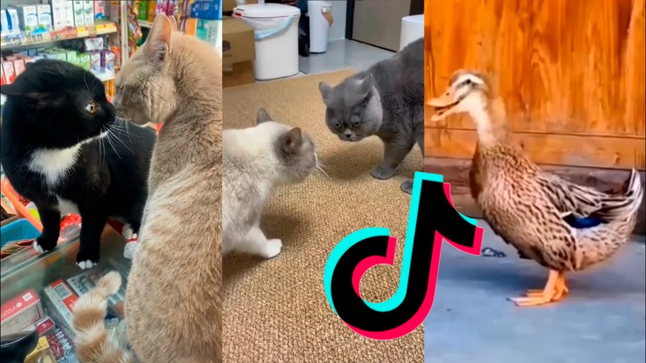 Compilation of TikTok funny animals #42 - YouTube
