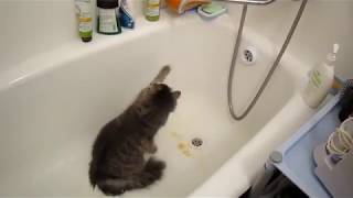 A cat playing with water in a tub