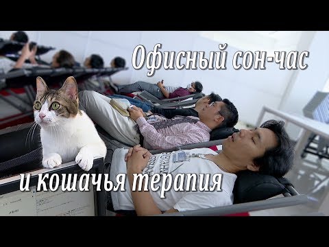 Видео: Муураа хэрхэн зугаалах вэ?