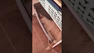 кот помогает работать #шортс #funny #cat