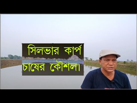 ভিডিও: সিলভার কার্পের থালা