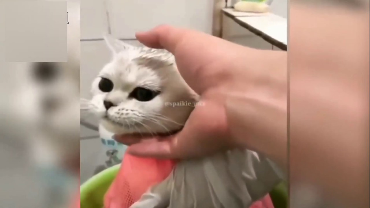 Funny Cats and Kittens Meowing Compilation - YouTube