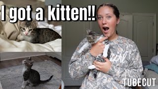Getting a new kitten vlog! 