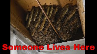 I Found A MASSIVE Bee Hive In Someone's Closet