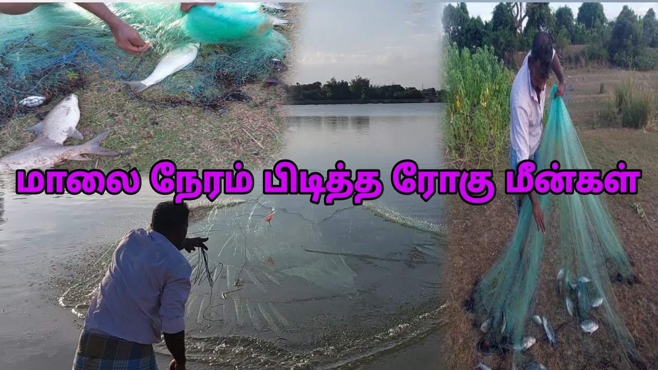 விசிறி வலையில் மாலை நேரத்தில் ஏறியில் ரோகு மீன் பிடித்தல்/cast net