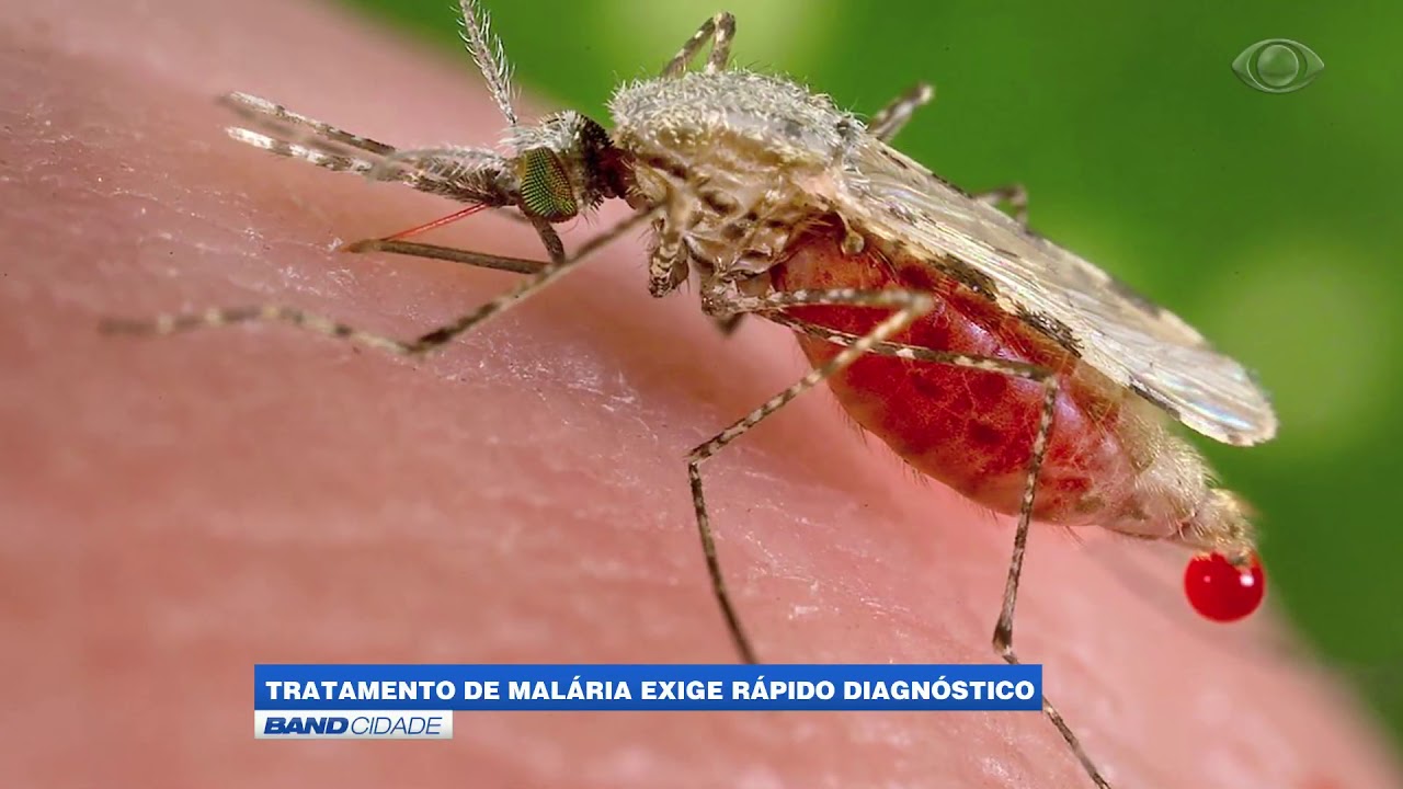 MALARIA - YouTube
