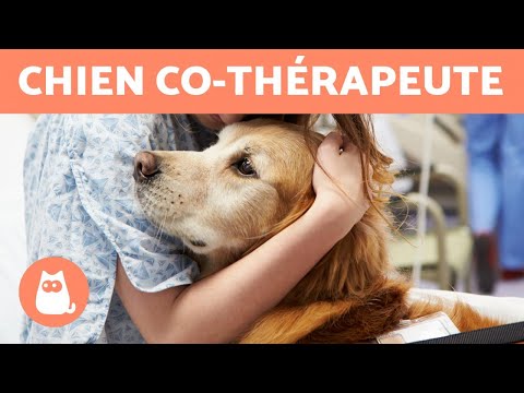 Vidéo: Les écoles devraient-elles avoir des chiens de thérapie?