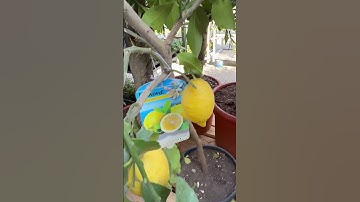 #citron#shortsvideo #ytshorts #foryou #fyp#youtubeshorts #fypspotted