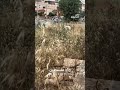منع الأهالي في مخيم جنين من الوصول إلى قبور أبنائهم وإطلاق نار وقنابل صوت 