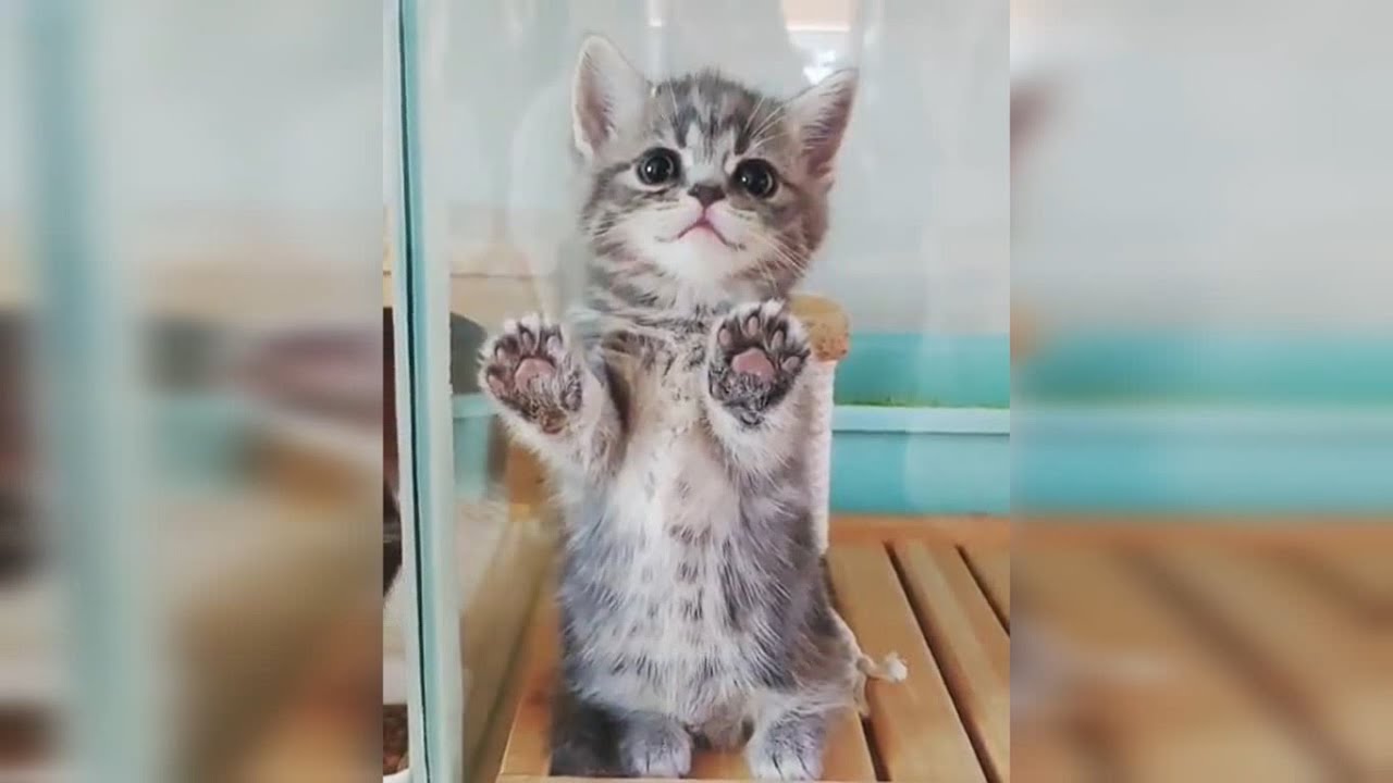 En Sevimli Yavru Kediler Kucuk Kediler Yavru Kedi Videolari 2 Youtube