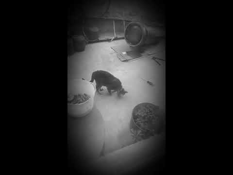 Tito 😻😸💖