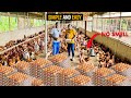 How to start a successful poultry farm as a beginner in ghana in 2024 poultry poultryfarm