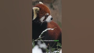 Discover the Enchanting World of Red Pandas! 🦊🌿 #WildlifeWednesday