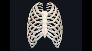 Thoracic Cage