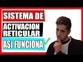 HAZ esto para PONER el SISTEMA DE ACTIVACION RETICULAR  a tu FAVOR + EJERCICIO al FINAL