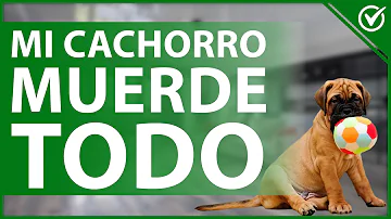 ¿Cuánto dura la etapa de morder para los perros?