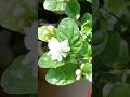 2 MOST Effective Tricks To MAXIMIZE Jasmine Flower