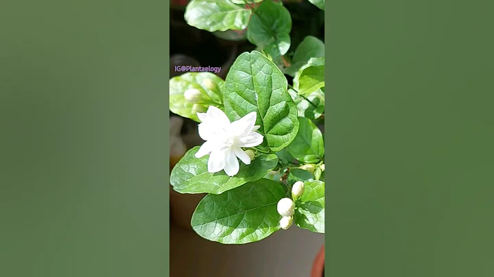 2 MOST Effective Tricks To MAXIMIZE Jasmine Flower - DayDayNews