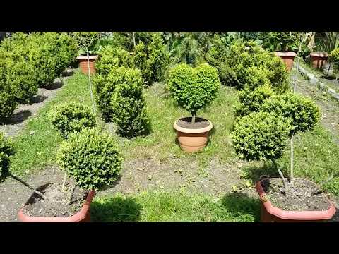 ეზო. garden.  Сад.