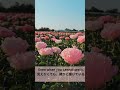 Grace Is Already at Work 🌿 Gentle Morning Piano | Prayer of Light – Kazuko Akimoto