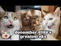 Ekekekkekkek Compilation BEST Cat Chirping Chittering Chattering Clicking Of December 2025