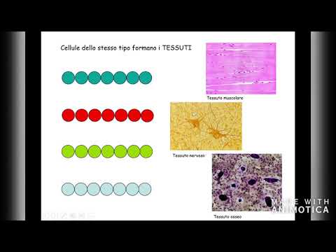 Organismi pluricellulari: specializzazione delle cellule