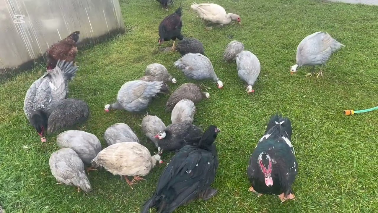 Мускусные утята разных выводков практически одинаковы.  Ливенские цыплята растут