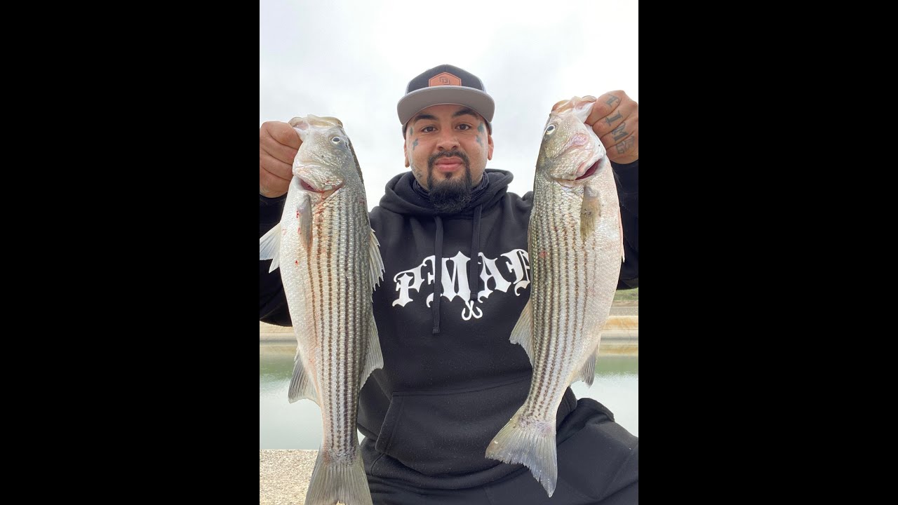 California Aqueduct Striper Fishing With Cut Bait YouTube