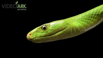 An East African green mamba (Dendroaspis angusticeps) at the Kentucky Reptile Zoo.