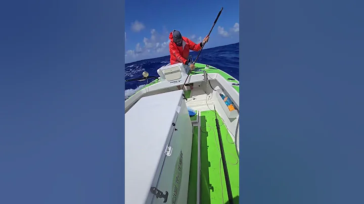 Mahi Mahi hunt in the pacific, just with a gaff!