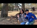 Living in japan: Nagpakain kami ng deer sa Nara park🇯🇵