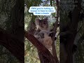 *taking notes* #koala #australianwildlife #wildlife