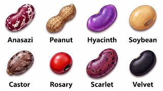 Every Bean Explained in 14 Minutes