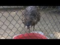 Baxter at the ZOO!