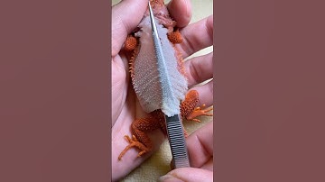 Before and after using a UVB lamp, the difference in my bearded dragon