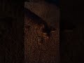 my cat is staring at the door