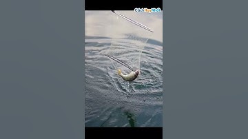 Vớt cá bằng vợt #shorts