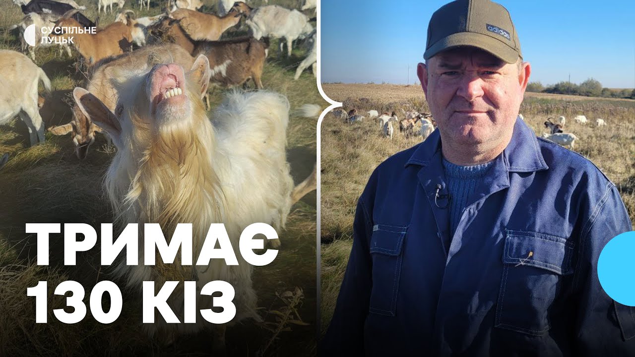 Волинянин має 130 кіз, випасає їх в електроогорожі та разом з дружиною щодня доять тварин